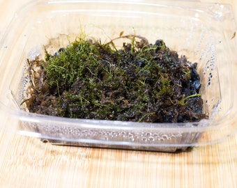 Fresh Tissue Culture Container of Plagiomnium cuspidatum Moss