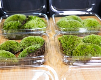 Bio-active Cushion Moss Terrarium oF Clumped Moss Pads