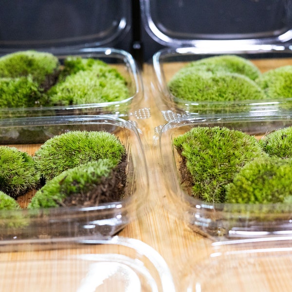 Bio-active Cushion Moss Terrarium oF Clumped Moss Pads