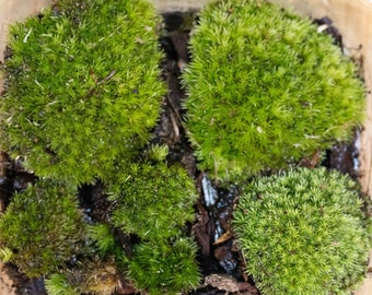 Bio-active Cushion Moss Terrarium oF Clumped Moss Pads  "Must Go"