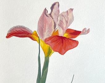 Iris germanica - Pintura de acuarela de flor de iris