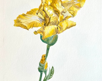 Iris Germanica II - Pintura de acuarela original, arte floral, ilustración botánica, arte mural, con paspartú sin marco disponible