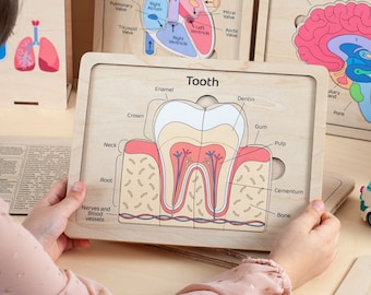 Human anatomy for Toddlers, Homeschool Curriculum, Human Organs puzzle, Montessori Toddler gifts, Anatomy puzzle, Learning Toys preschool