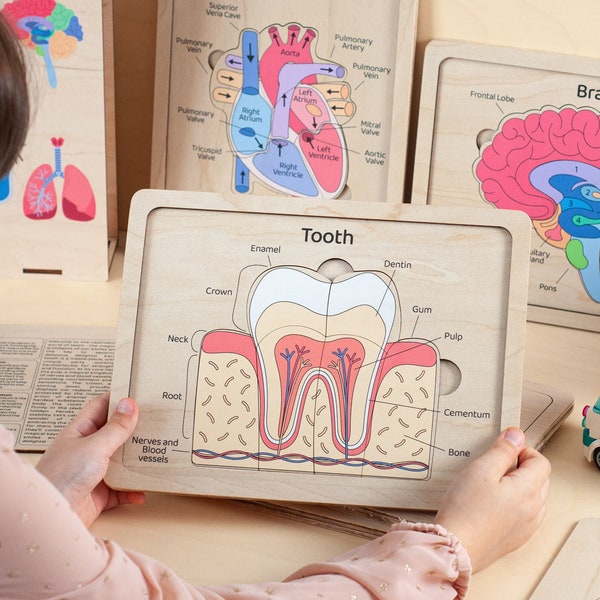 Human anatomy for Toddlers, Homeschool Curriculum, Human Organs puzzle, Montessori Toddler gifts, Anatomy puzzle, Learning Toys preschool