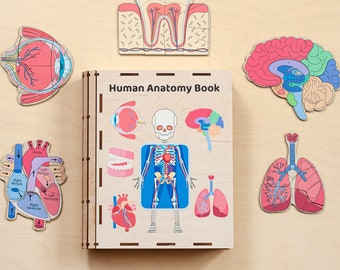 Human Organs puzzle, Anatomy puzzle, Human anatomy, Toddler curriculum, Montessori toys 4 year old, Educational toys, birthday gifts
