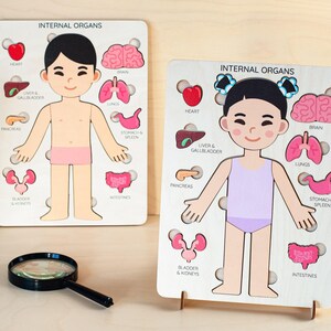 Wooden Human Anatomy Puzzle, Montessori Toddler Organ Parts Toy, Educational Learning Gift image 17