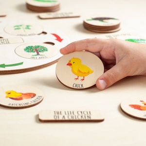 Cycle de vie des cartes flash, puzzle du cycle de vie en bois, cadeau pour les tout-petits, planche du cycle de vie Montessori, apprentissage des jouets pour bébé, jouets éducatifs