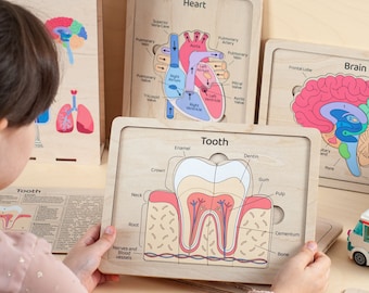 Puede incluir: Un conjunto de rompecabezas de madera con ilustraciones anatómicas del corazón, el diente y el cerebro. Cada pieza del rompecabezas está etiquetada con el nombre de la parte del cuerpo y sus diferentes componentes. Los rompecabezas están diseñados para que los niños aprendan sobre el cuerpo humano.