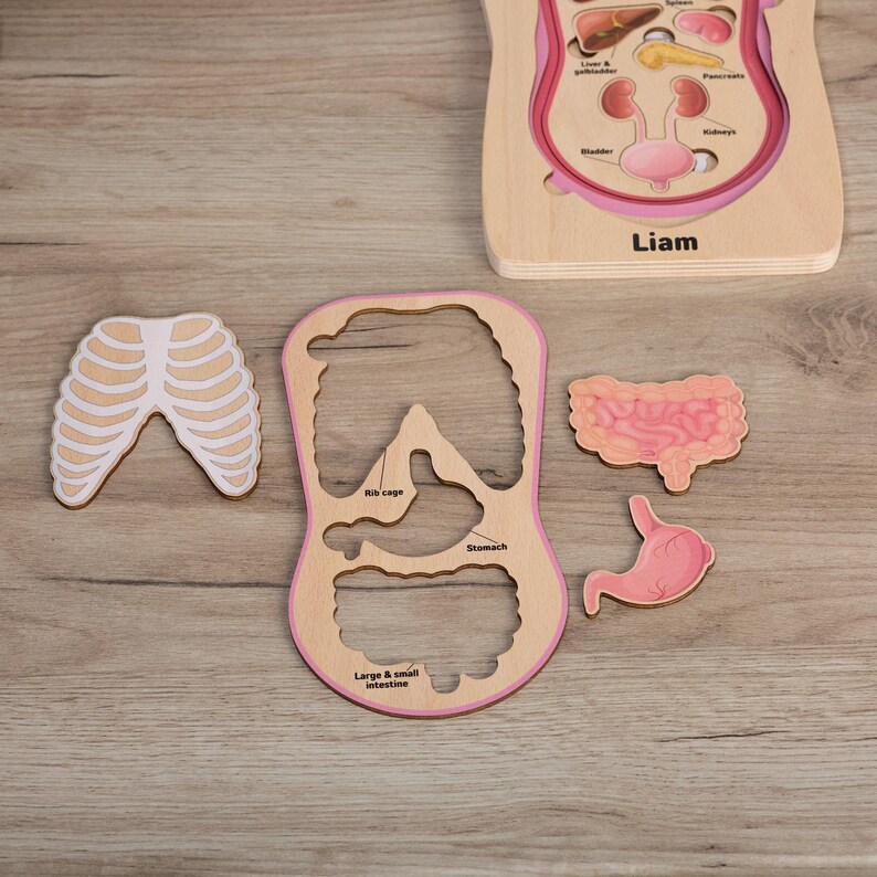 Anatomy Internal Organs Toy, Personalized Montessori Human Body Layered ...