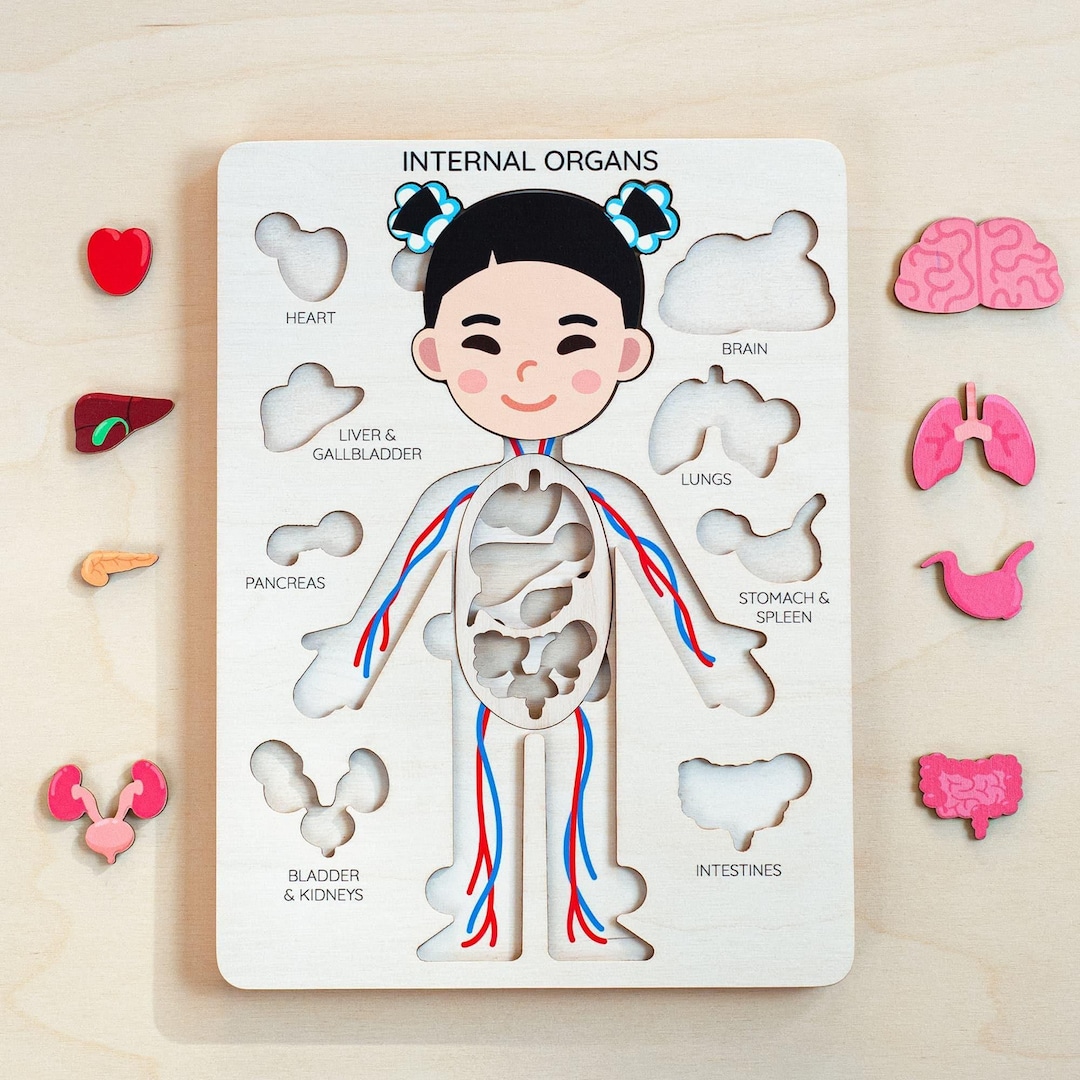 Human Body Puzzle, Wooden Anatomy Puzzle With Internal Organs ...