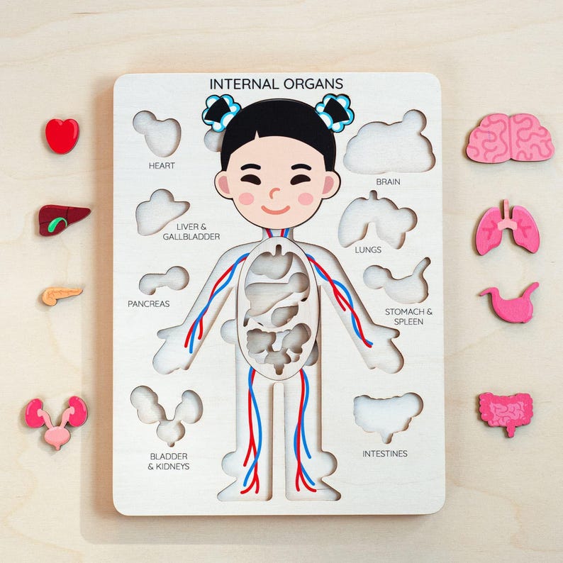 Human Body Puzzle, Wooden Anatomy Puzzle With Internal Organs ...