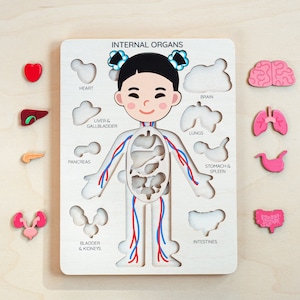 Montessori toys, human body puzzle, toddler toys wooden human puzzle kids anatomy puzzle human anatomy preschool anatomy gifts for kids toys image 8