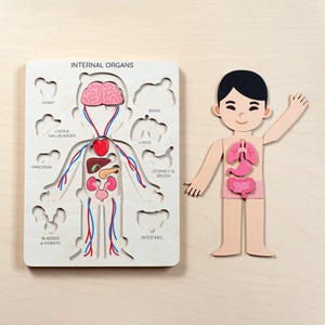 A wooden puzzle of the human body with labeled internal organs, including the brain, heart, lungs, and intestines. A separate wooden figure of a person is included, with removable organ pieces.