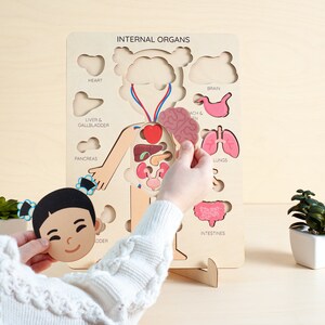 Montessori human body puzzle for kids. 
Educational puzzle for boy or girl.