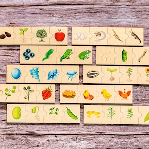 Jeu d'associations pour tout-petit, casse-tête cycle de vie, jouets Montessori, jouets éducatifs en bois cycle de vie, cadeau cartes flash assorties pour l'école à la maison