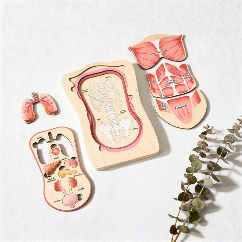 Layered Anatomy Internal Organs Puzzle for Kids, Montessori Human ...