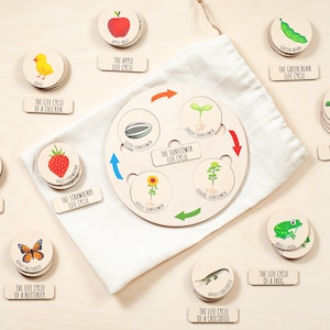 Puzzle du cycle de vie en bois, jouets montessori pour tout-petit, planche du cycle de vie, puzzle du cycle de vie, cartes flash, cadeau 2 ans, idée cadeau tout-petit