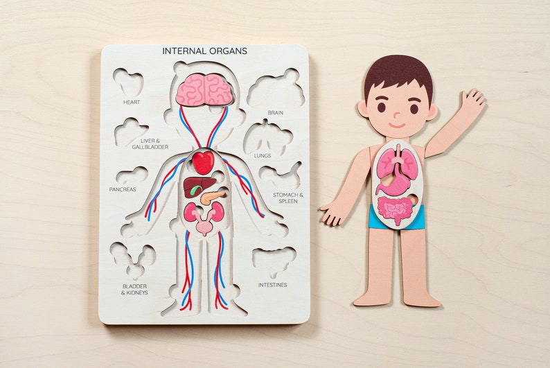 Montessori toys, human body puzzle, toddler toys wooden human puzzle kids anatomy puzzle human anatomy preschool anatomy gifts for kids toys image 10