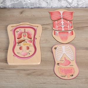 May include: Wooden anatomy puzzle featuring the human torso with removable pieces. The puzzle includes the lungs, heart, liver, stomach, and other organs. The pieces are painted in various colors and labeled with anatomical terms.