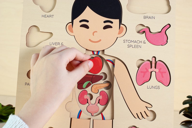 Montessori human body puzzle for kids. 
Educational puzzle for boy or girl.