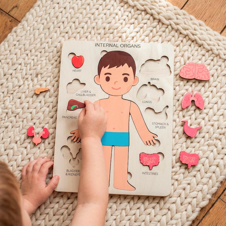 A child is playing with a wooden puzzle depicting the internal organs of the human body.