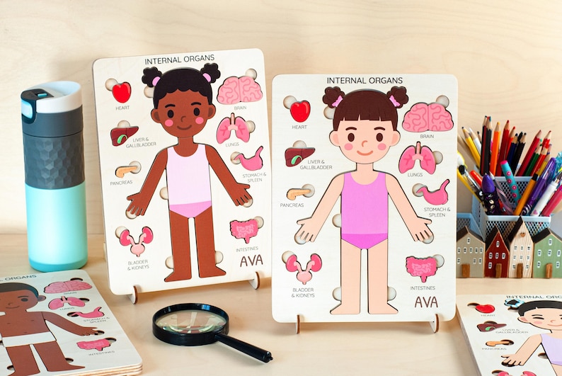 two educational cutout figures representing internal organs, along with a magnifying glass and various school supplies such as pencils and a cup.