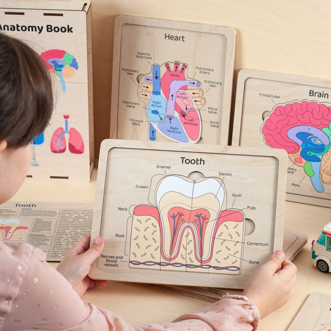 Buy Human Body Puzzle Book, Wooden Anatomy Toy Kids, Montessori STEM ...