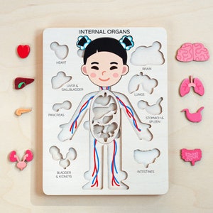 Montessori toys, human body puzzle, toddler toys wooden human puzzle kids anatomy puzzle human anatomy preschool anatomy gifts for kids toys image 9