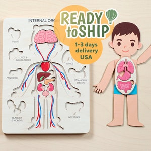 Human anatomy puzzle, Montessori toys, Human body puzzle, Wooden toys, 3 4 5 6 year old toddler gift, Anatomy preschool, Educational toys