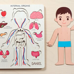 a wooden puzzle depicting the internal organs of a human body, alongside a paper doll with a blue swimsuit.