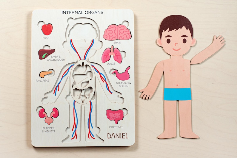 a wooden puzzle depicting the internal organs of a human body, alongside a paper doll with a blue swimsuit.