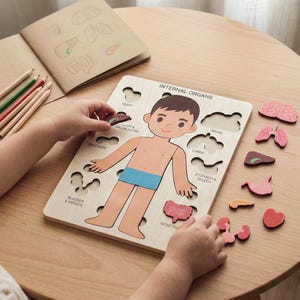 A child's hands are shown interacting with a wooden puzzle depicting internal organs, surrounded by various colored pencils and other educational materials.