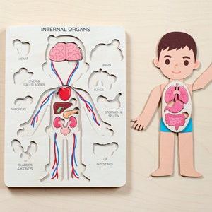 Montessori toys, human body puzzle, toddler toys wooden human puzzle kids anatomy puzzle human anatomy preschool anatomy gifts for kids toys image 10