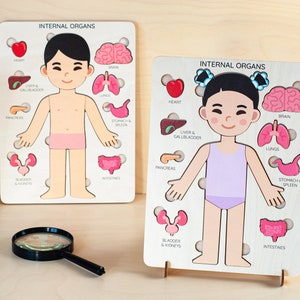Human body puzzle for kids, Montessori toys, 3 4 5 years old gift, Kids anatomy puzzle, Wooden preschool learning anatomy, Gift for kids