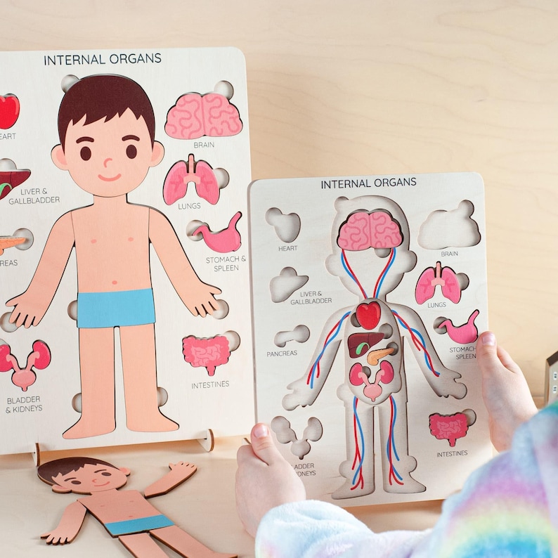 Wooden Human Anatomy Puzzle, Montessori Toddler Organ Parts Toy, Educational Learning Gift image 10