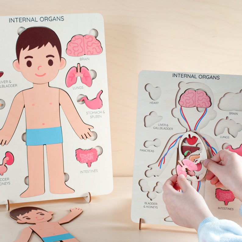 Montessori toys, human body puzzle, toddler toys wooden human puzzle kids anatomy puzzle human anatomy preschool anatomy gifts for kids toys image 1