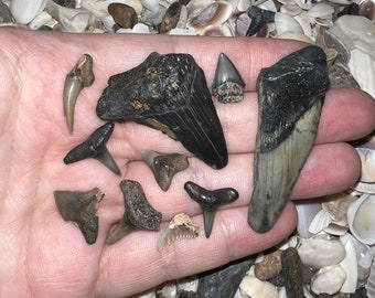 MEGALODON BEACH Shark Tooth Dig Kit with Real Fossil Shark Teeth and ID Sheet!
