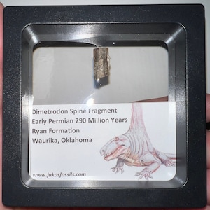 Framed Authentic Dimetrodon Fossil Spine Fragment Lot Pre Dinosaur Mammal like Reptile from Oklahoma One per Order .3-.5 Inches!