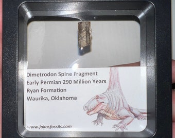 Framed Authentic Dimetrodon Fossil Spine Fragment Lot Pre Dinosaur Mammal like Reptile from Oklahoma One per Order .3-.5 Inches!