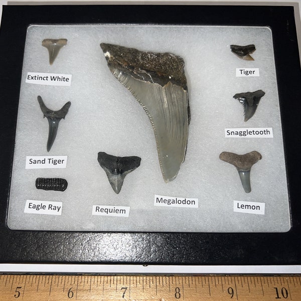 Beginner Megalodon era Authentic Shark Teeth Collection in a Riker Mount with Real Shark Teeth and Megalodon! Great Gift Idea!!