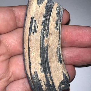 Huge Authentic Navy Blue Extinct Ice Age Fossil Horse Tooth from the Pleistocene of Bone Valley Florida! 3+ Inches!