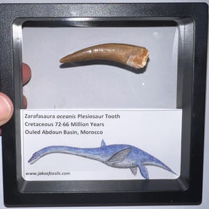 Framed Large Authentic Plesiosaur Fossil Tooth Lot with info card! One per order! 1.75 to 2 Inches!