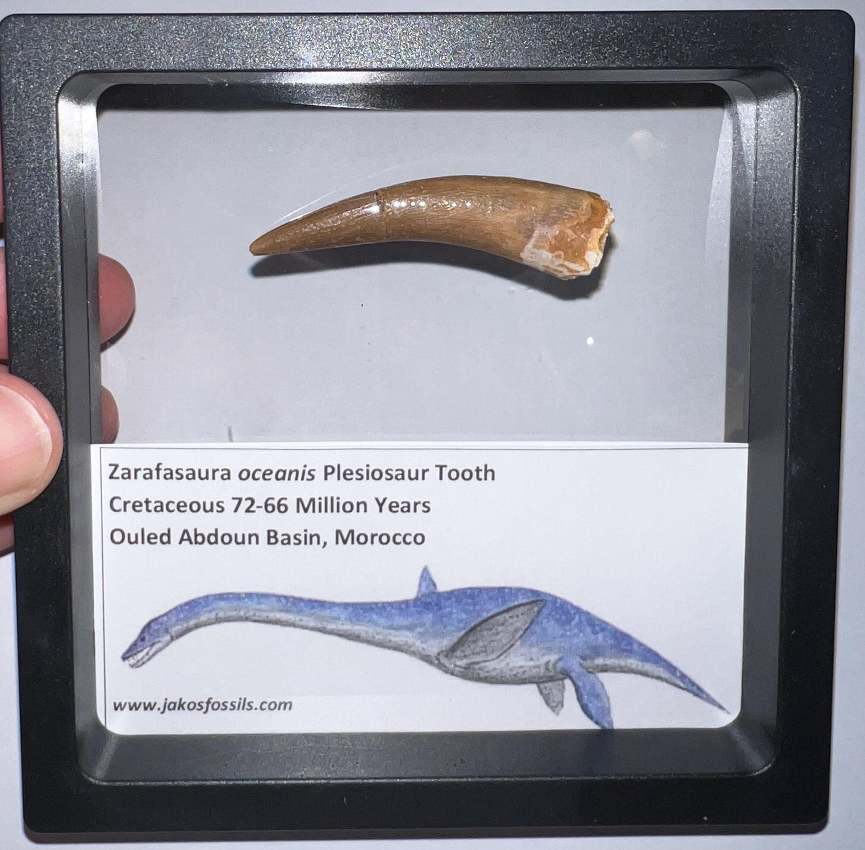 Plesiosaur fossil - Etsy 日本