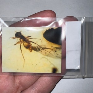 May include: A close-up of a small, fossilized insect preserved in amber. The insect has long, thin legs and a dark body. The amber is a clear, yellowish color.