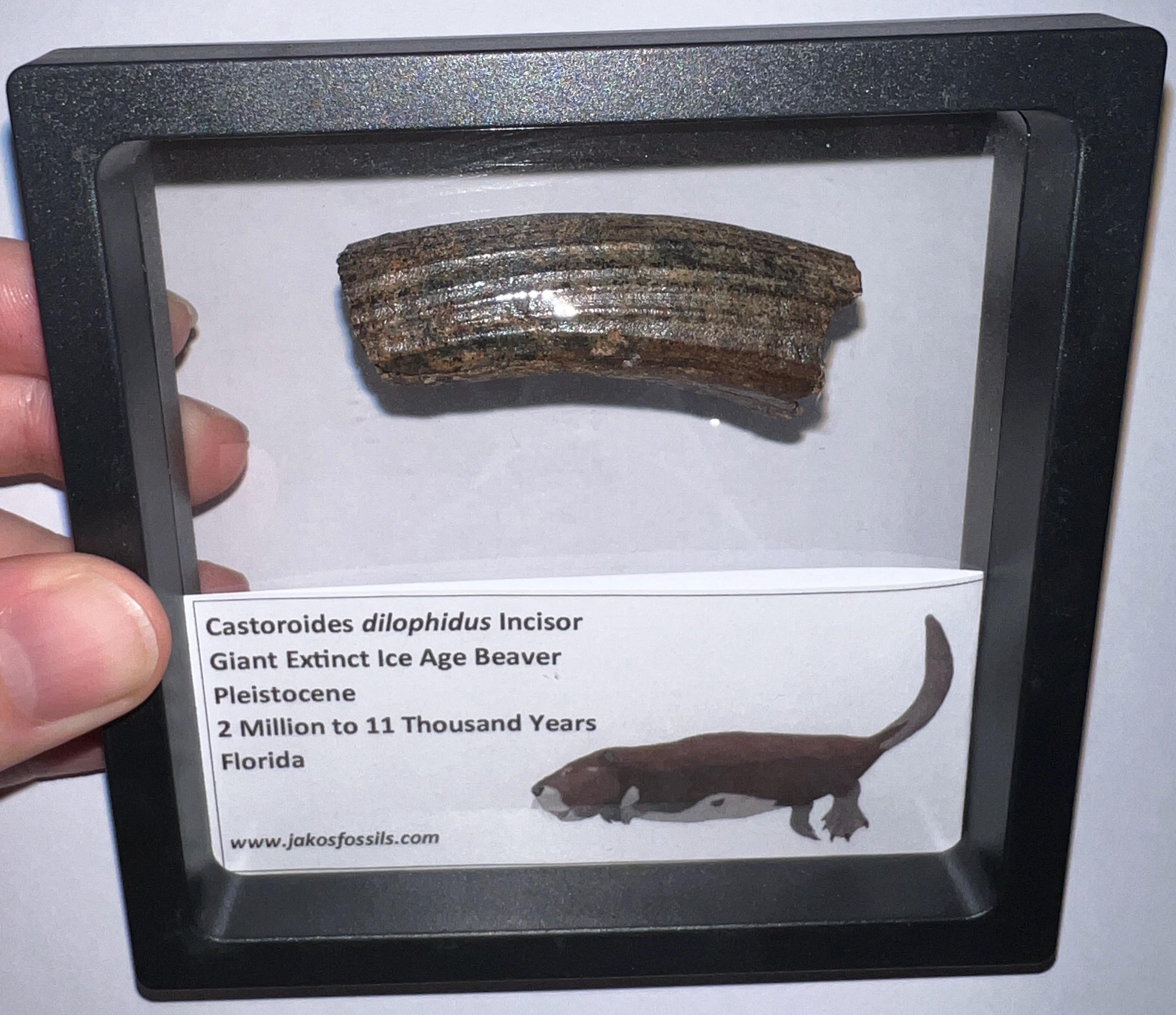 Authentic Ice Age Fossil Giant Beaver Incisor Tooth Castoroides From ...