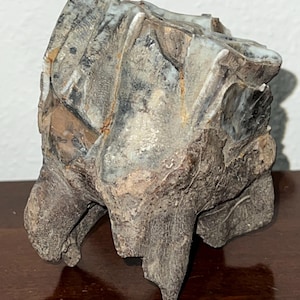 Puede incluir: Un diente fosilizado que presenta una superficie oclusal compleja con múltiples crestas en tonos blanco, gris y marrón oscuro. La base del diente muestra una textura rugosa, porosa y desgastada en tonos tierra, revelando capas mineralizadas naturales.