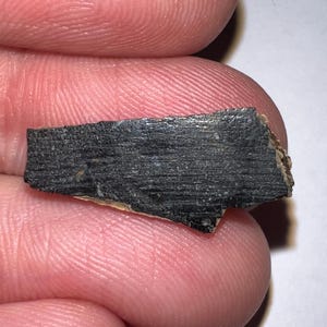 Authentic Tyrannosaurus Rex T-rex Dinosaur Fossil Tooth Fragment from Hell Creek South Dakota! .83 Inches!