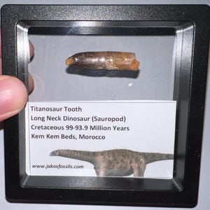 Framed Large Rare Authentic TITANOSAUR SAUROPOD Long Neck Dinosaur Fossil Tooth Lot! One per Order