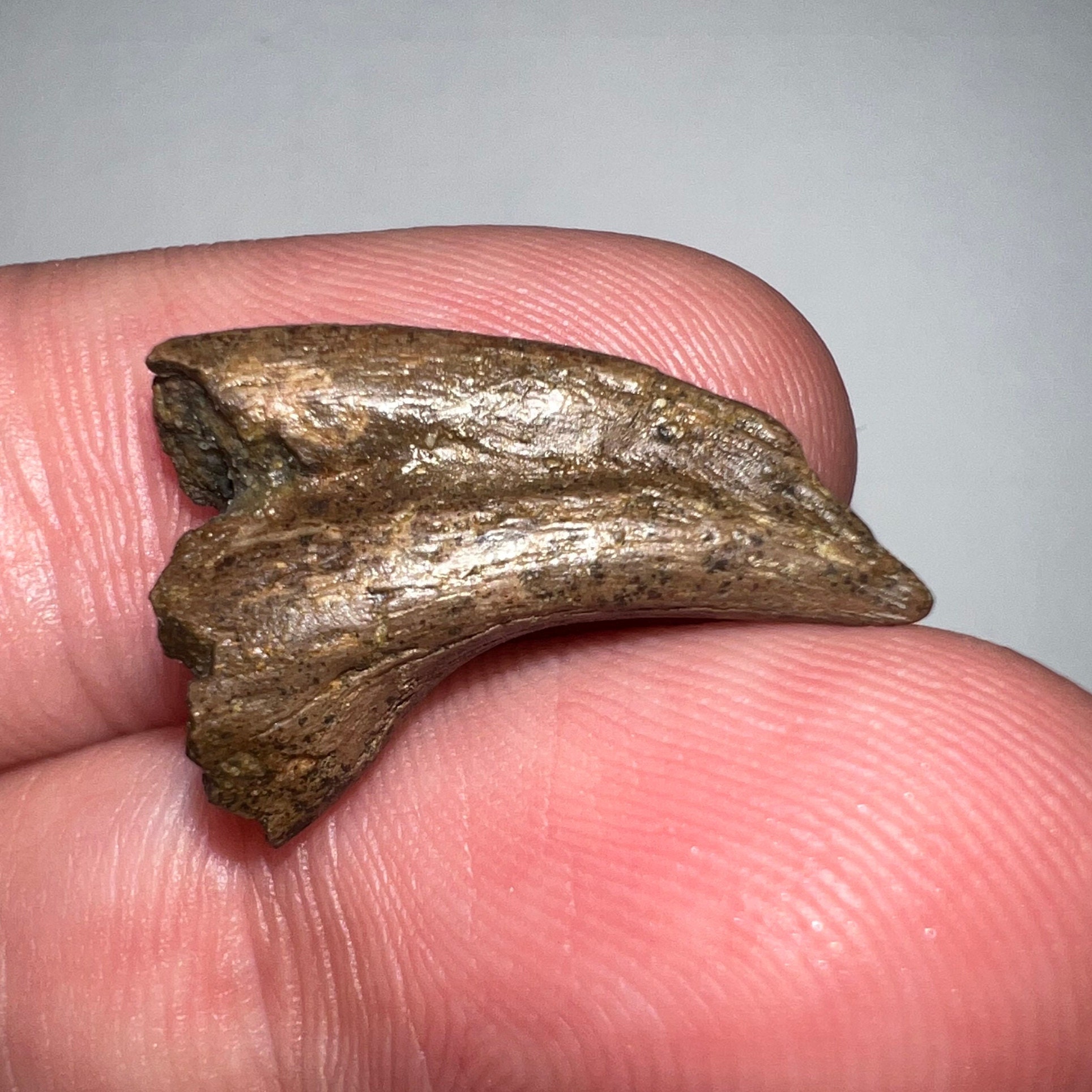 Rare Authentic Fossil Theropod Dinosaur Claw Anzu Wyliei from Hell Creek Montana .87 Inches! No Repair and a Pointy Tip!