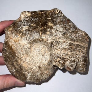 Large Authentic Mammites Fossil Ammonite 5.61 Inches from the Cretaceous of Morocco Dinosaur Era!
